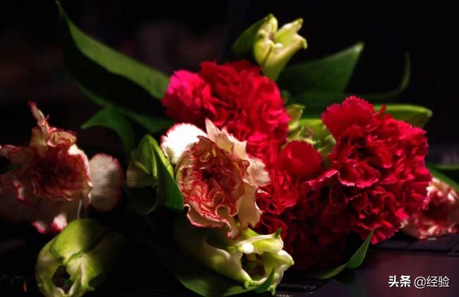 康乃馨的繁殖方法,康乃馨的繁殖方法和注意事项