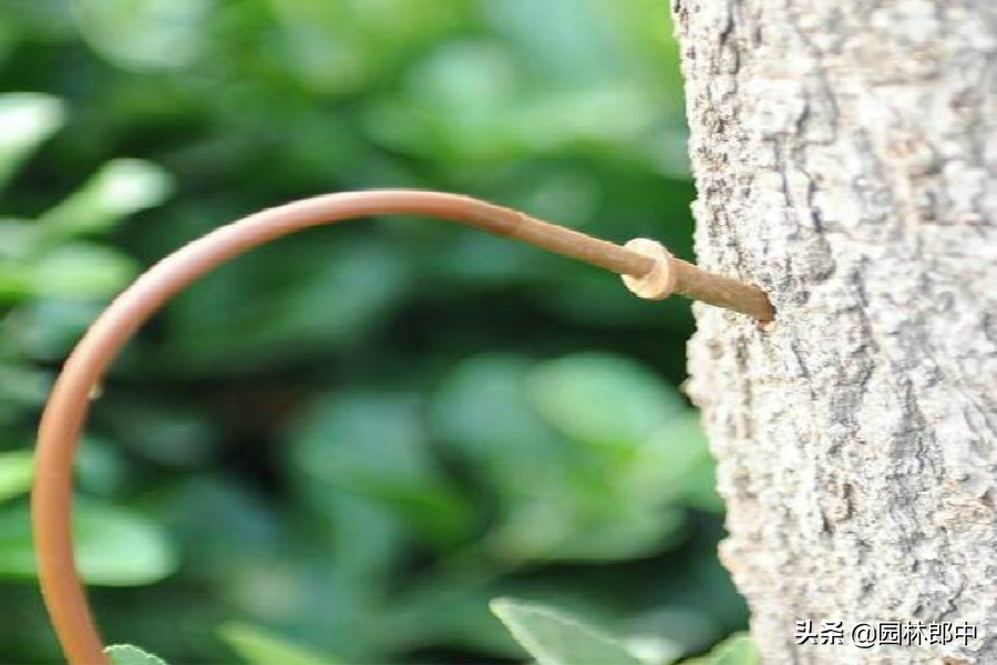 苗木回暖,温度升高苗木开始无精打采