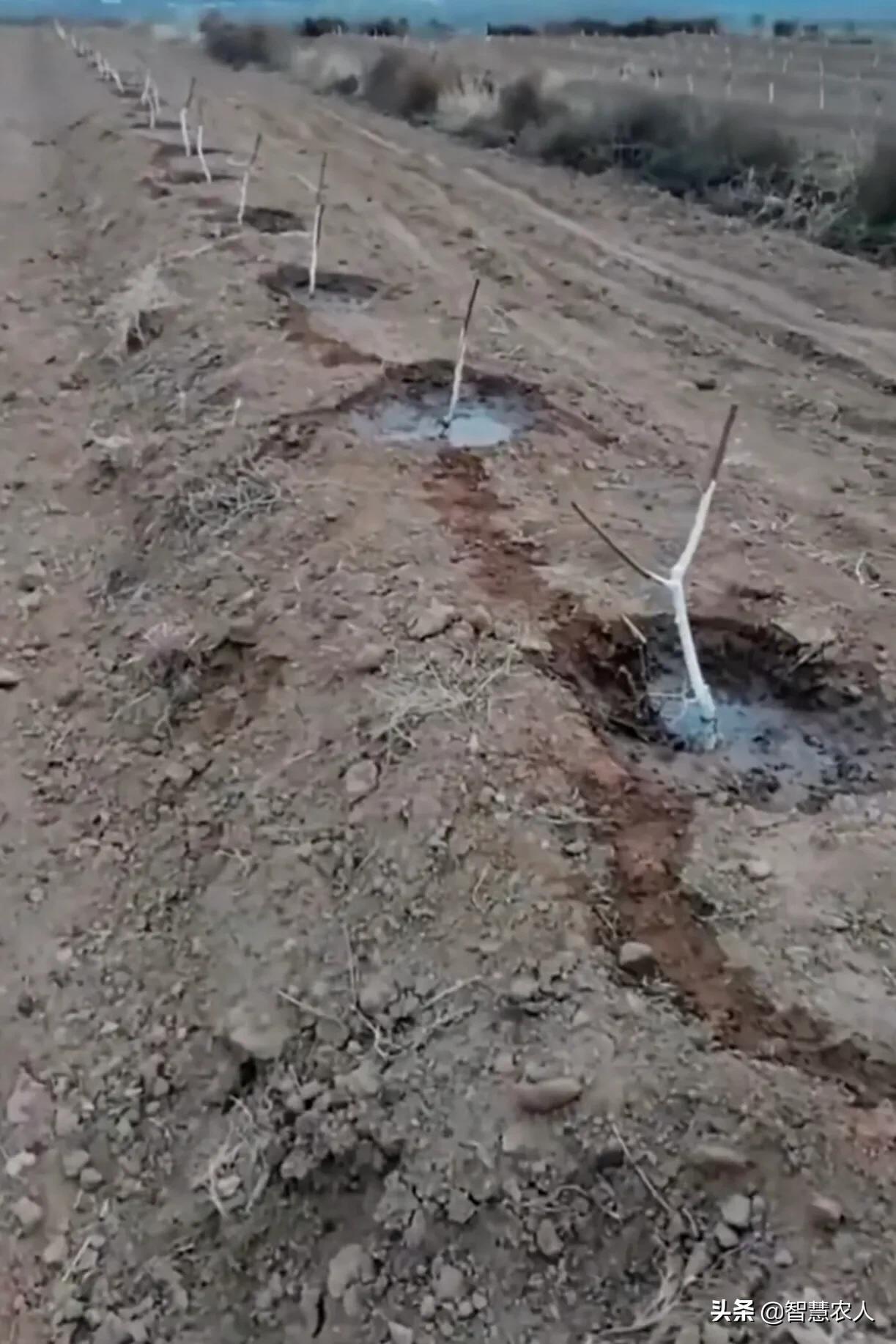 桃树怎么提高挂果率,如何有效提高桃树扦插成活率