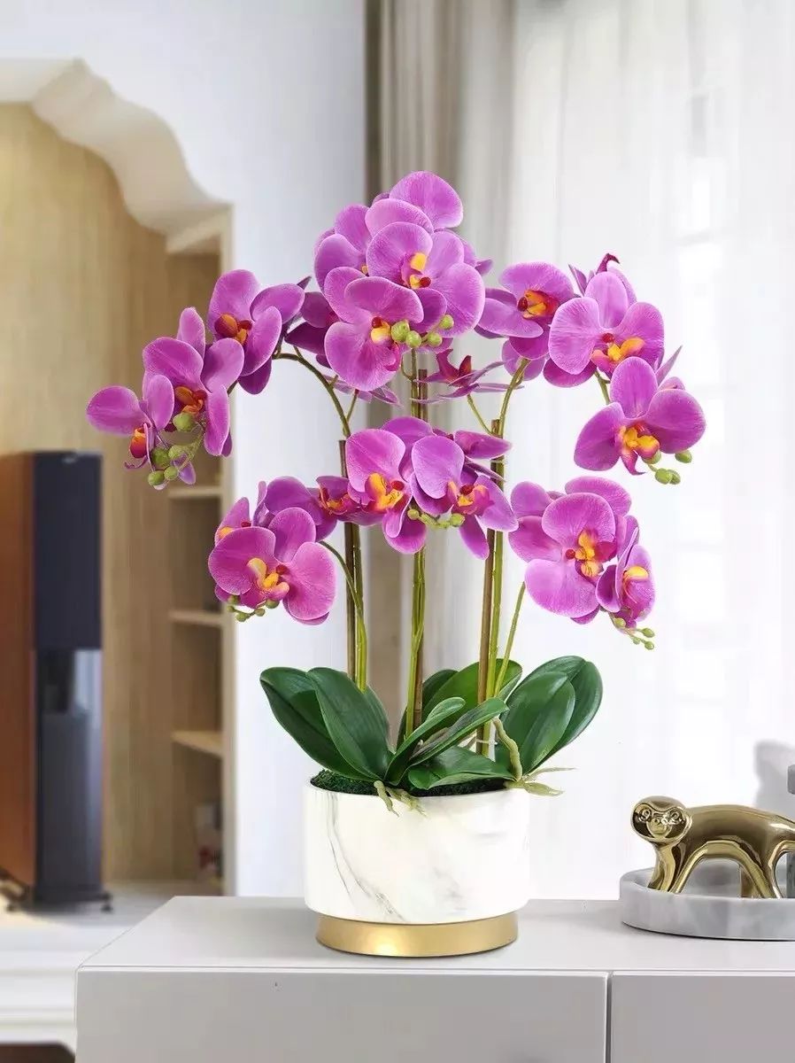 吉祥兰品种大全,六种吉祥兰花