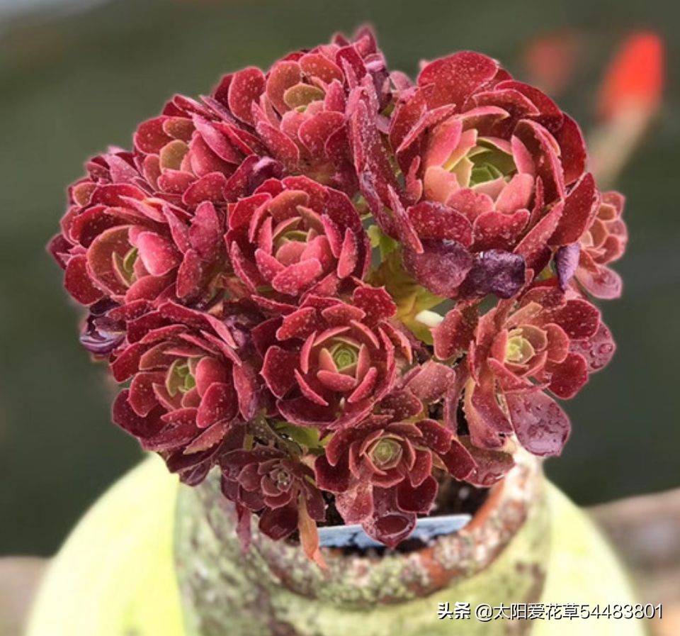 法师多肉休眠期怎么养,怎么判断多肉法师休眠