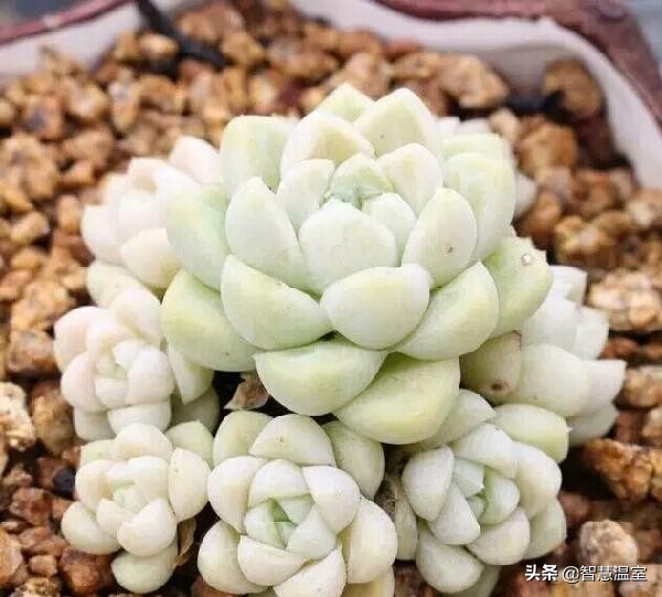 多肉植物的养花心得,多肉植物怎样养新手入门篇