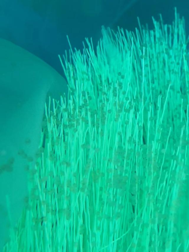 锦鲤自然鱼池繁殖方法,锦鲤自然繁殖方法视频教程