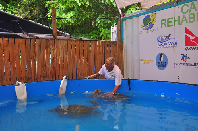 全民热遗|大堡礁上有个翡翠岛,绝美好玩,还是海龟康复中心