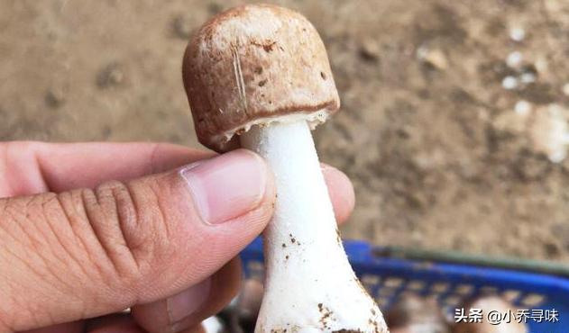 采收期长达180天，如今售价高达100元1斤，消费者：真便宜