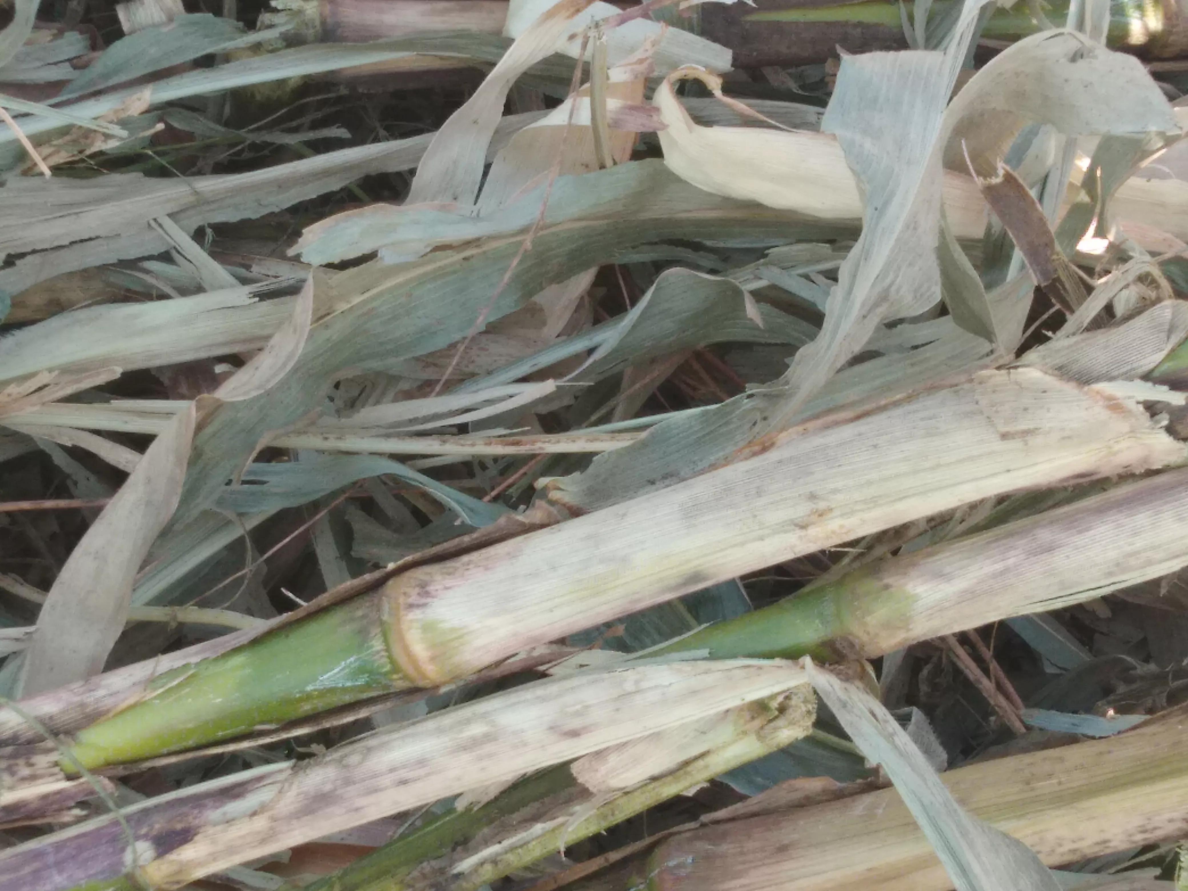 玉米和小麦哪个喂鱼好,玉米和小麦哪个喂羊效果好