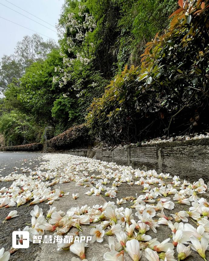 美翻了！福州将迎来两波白色浪漫！油桐、千年桐相继开放
