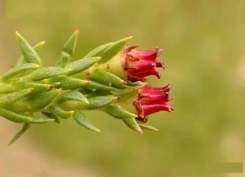 有药用价值的多肉植物图片,多肉植物有什么药用功效吗