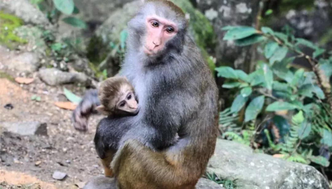 贺州姑婆山天然氧吧,姑婆山天然氧吧