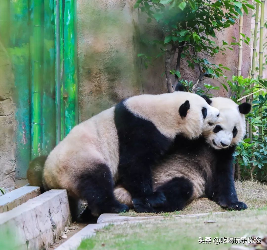 厦门灵玲动物王国大熊猫,厦门马戏团灵玲动物王国观光游览