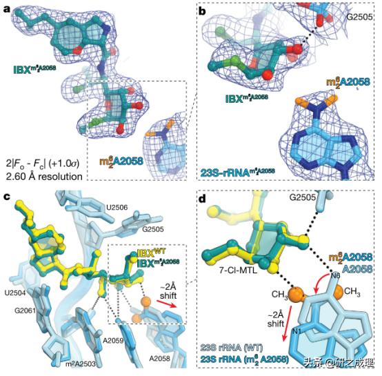 nature重磅抗生素 (有机合成抗生素)