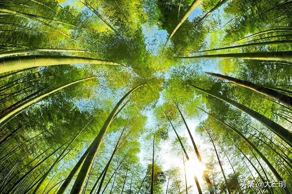 中国绿都最氧三明春回大地,大武夷旅游绿都三明