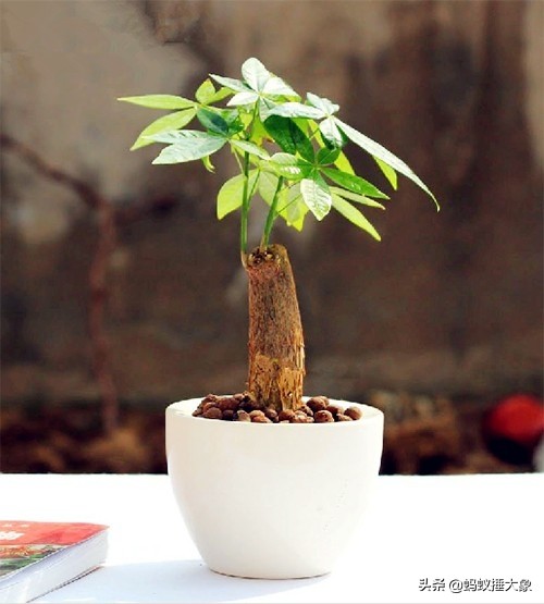 发财树夏天放屋里还是放外面,家里发财树如何养才能长得茂盛