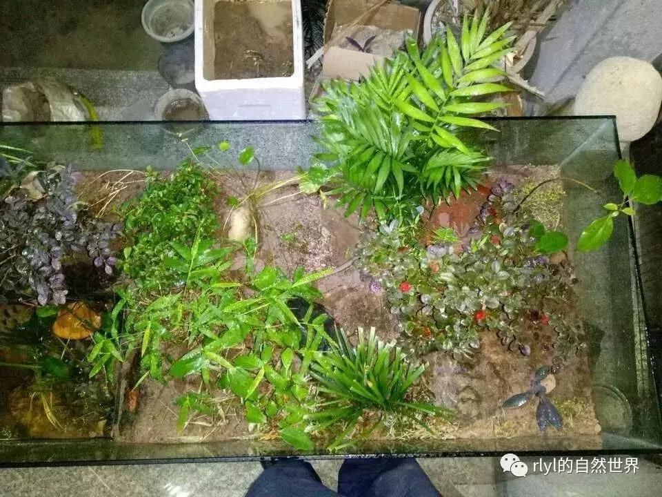 黄缘龟多大可以进环境造景,黄缘龟造景用陶粒还是火山石