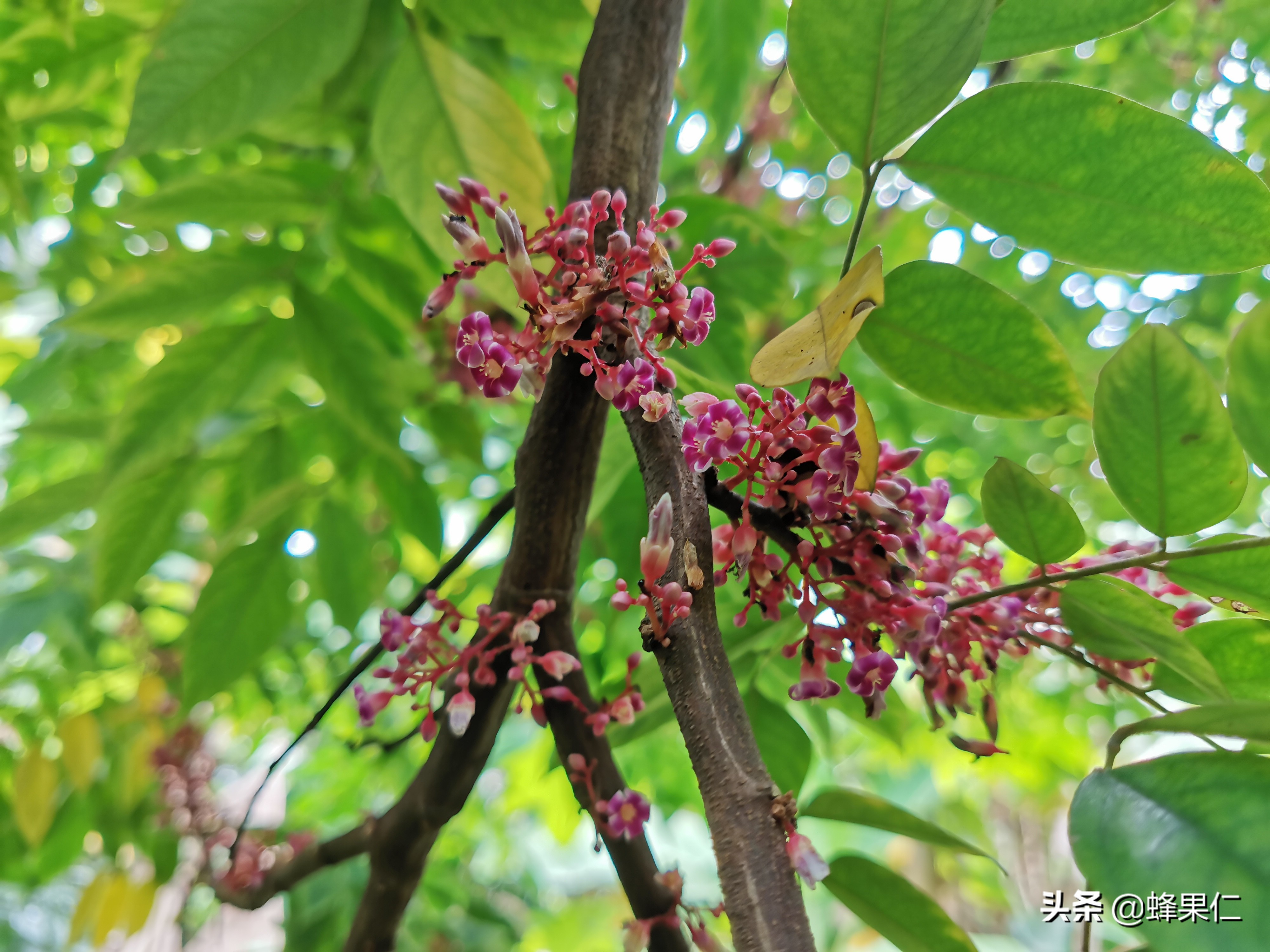 种植杨桃如何才能果子甜,如何种杨桃盆栽