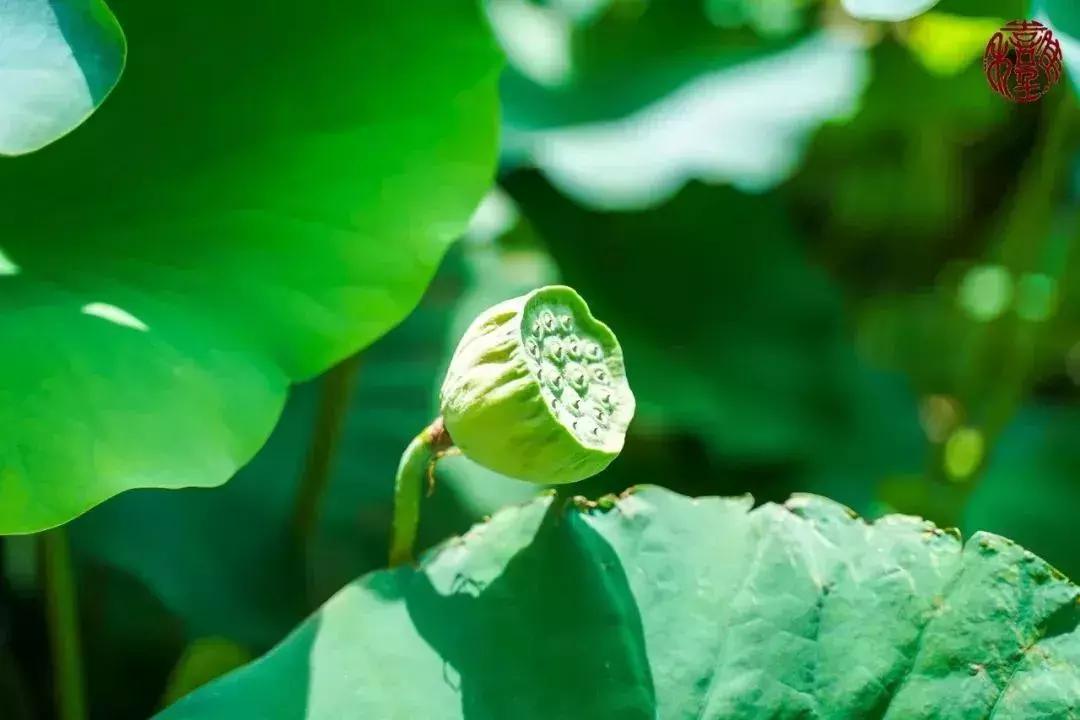 苏州通安的特色,苏州通安有什么美食