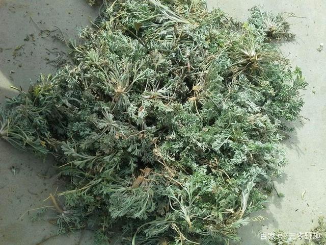 长得酷似草，但是曾经过穷人一命，如果现如今价值连城？