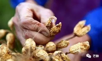 花生高产栽培技术视频,种花生到收花生的所有过程