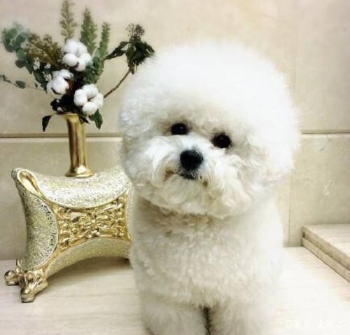 比熊怎么辨别是不是飞耳,比熊怎么判断有没有虱子