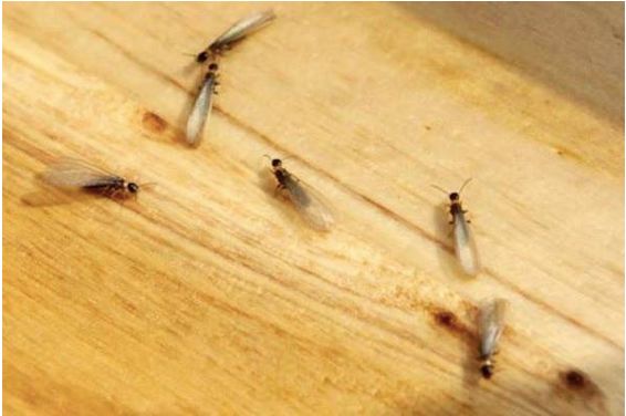 家里有白蚁最简单处理方法,白蚁处理方法家里发现白蚁怎么治