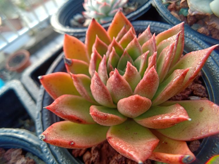 多肉植物成功授粉后,“这些”要点一定要注意