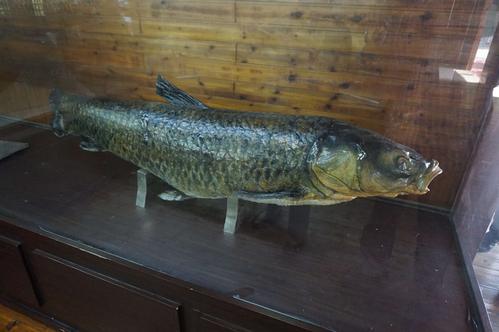 闽南鱼王500斤的大青鱼,中国淡水青鱼最大鱼王