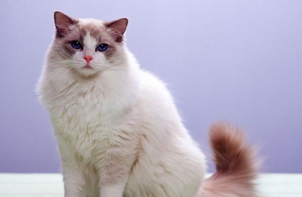 猫咪不长胖是什么原因,猫咪不吃饭是什么原因