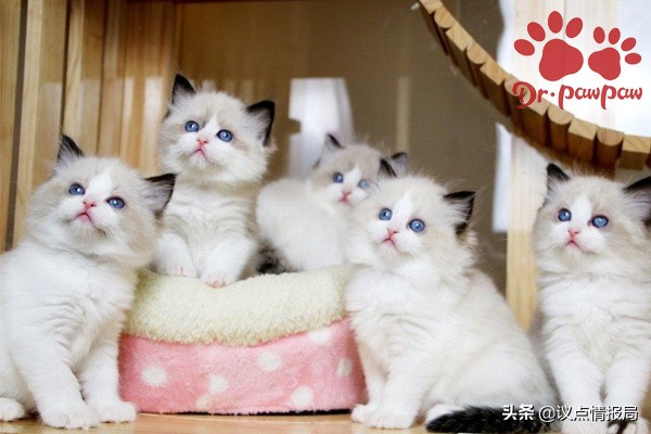 猫咪哮喘的最佳治疗方法,猫咪得了哮喘病怎么治疗