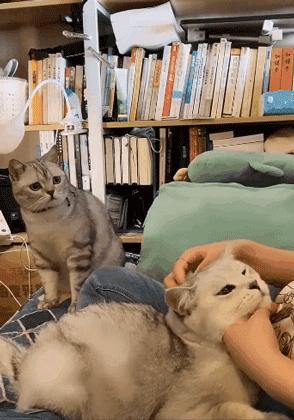 捡了一只流浪狗黑色泰迪,捡到一只流浪雪纳瑞