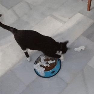 猫咪软便但是能吃能喝怎么办,猫咪为什么会软便