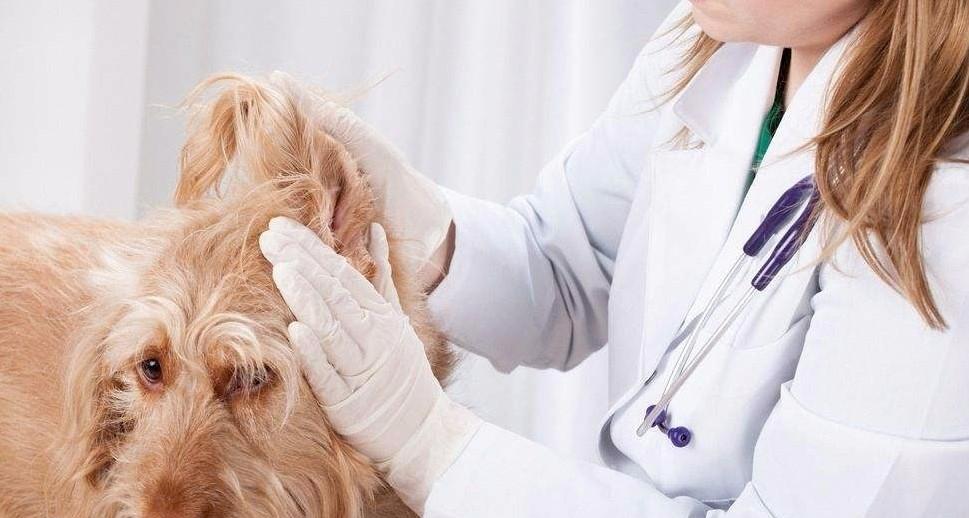 犬猫适口性问题,犬食欲差