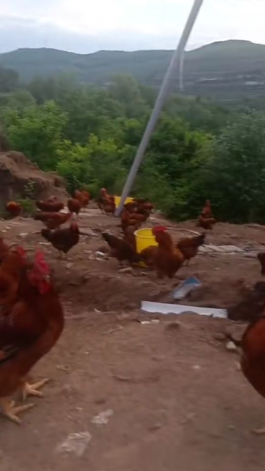 做个有志青年,公司加农户散养土鸡的前景如何