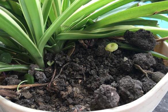 炎热夏季金边吊兰怎么养,金边吊兰盆栽怎样养护和注意事项