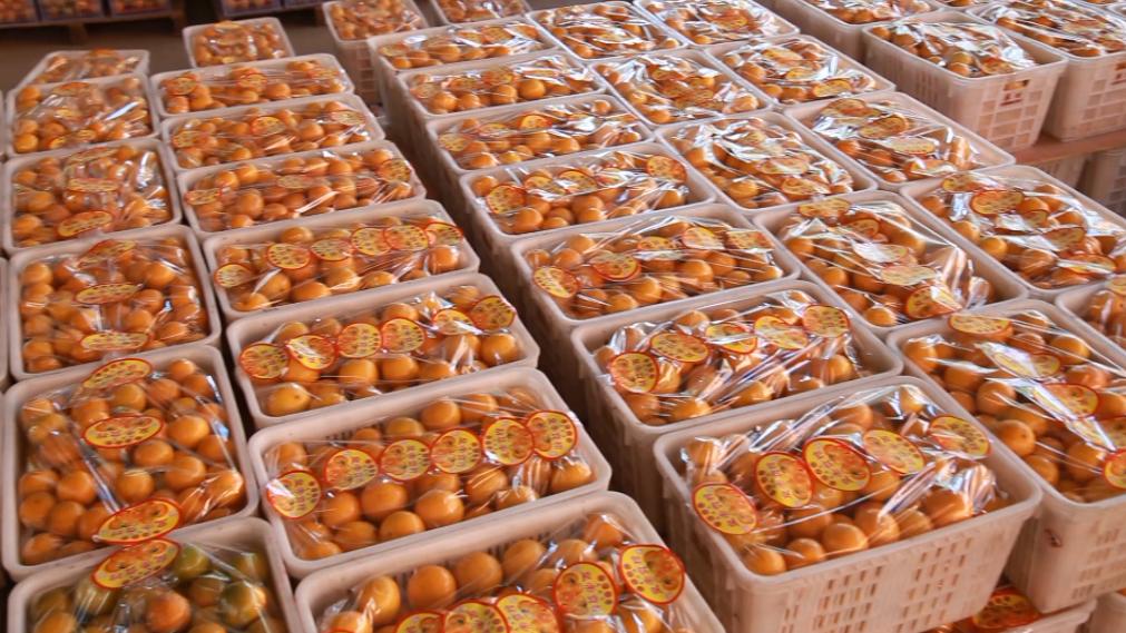 种20亩新会柑一年赚多少钱,回乡创业种植柑橘