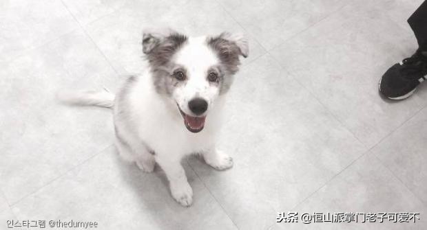 跟着主人一起搬家的小狗,跟着主人搬家的狗