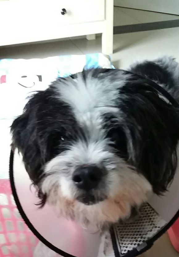 狗狗上腹部里有个肉球,狗狗背上摸到鸽子蛋大小的包块