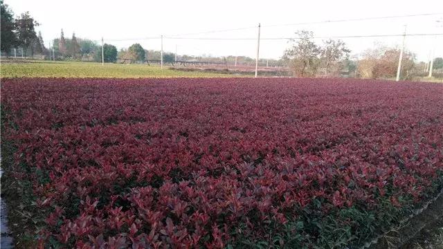 「苗木通新晋会员」湖州陈春耕：细节具体、价格适中、售后保障