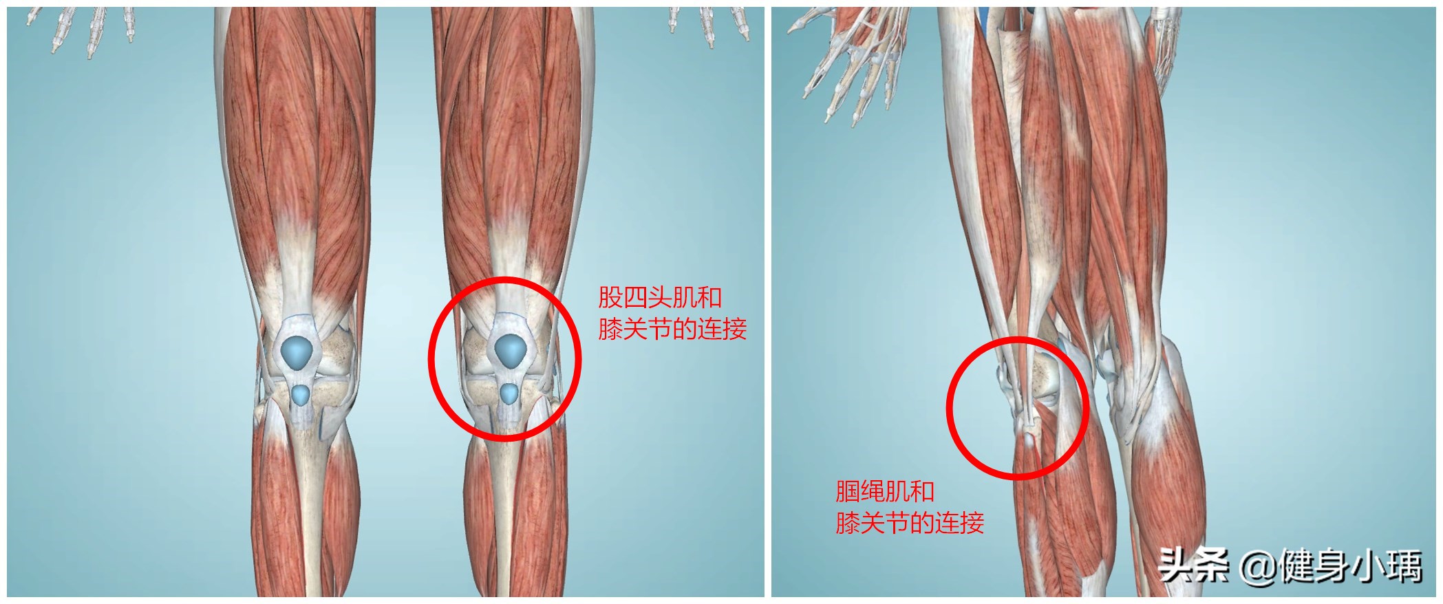 怎么锻炼自己的腘绳肌,篮球下肢力量训练腘绳肌