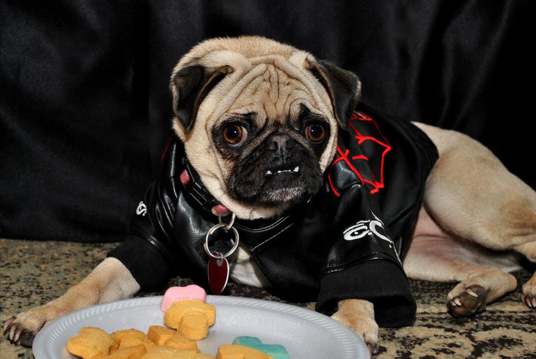 如何养好巴哥狗,养好巴哥