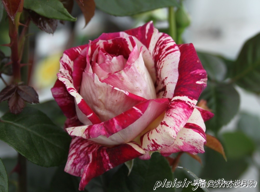 买到假月季苗怎么办,怎样网购月季不受骗