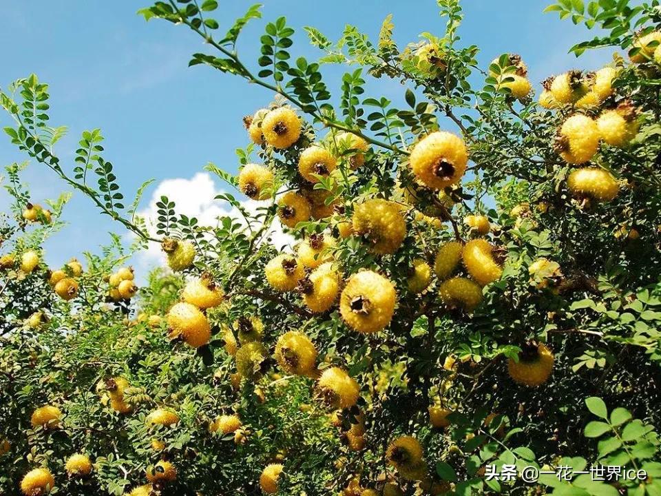 未来10年哪种水果种植前景最好,种植水果玉米前景如何