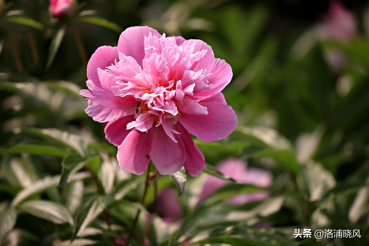 大院绿化的回忆——顺便看看院里的芍药定个究竟有多少种？