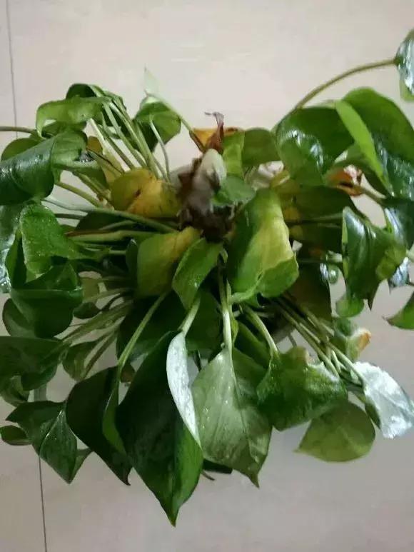 倒垃圾时捡一盆绿萝,被丢弃的一盆绿萝