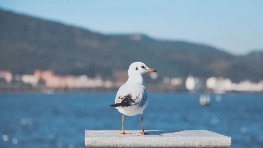 出发四季如春之地昆明,云南昆明攻略冬天