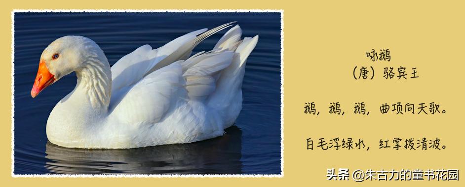 武亦姝诗词大会谈对诗词的感受,诗词大赛才女武亦姝