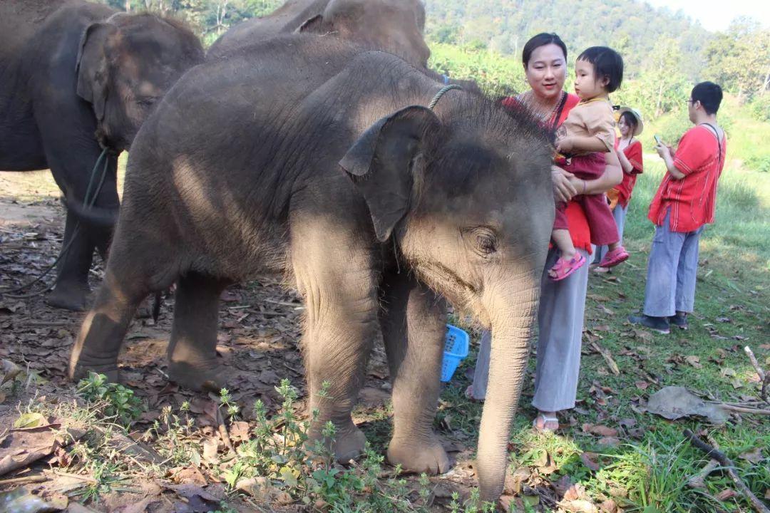清迈大象义工,清迈大象救助营