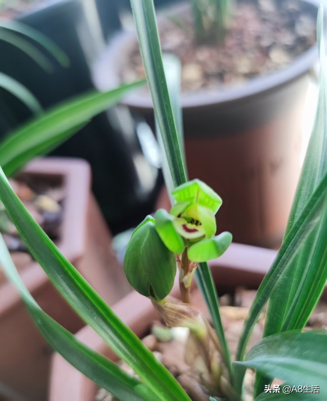 每日一品中国兰花图片,每日一品全文