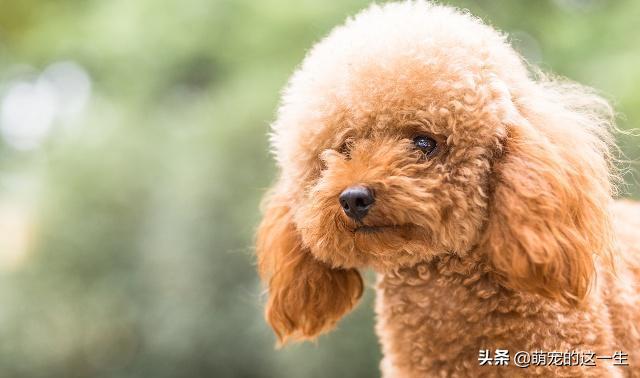 狗狗智商排行前十什么狗好养,狗狗品种智商图片