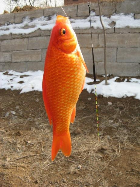 抛竿的使用方法及钓鱼技巧,春季抛竿钓鲫鱼饵料