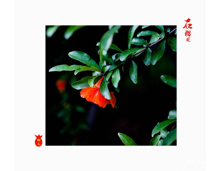 石榴花古诗词唯美,石榴花古诗词